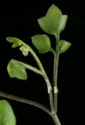 Cardamine bisetosa. Cauline leaves.
 Image: P.B. Heenan © Landcare Research 2019 CC BY 3.0 NZ